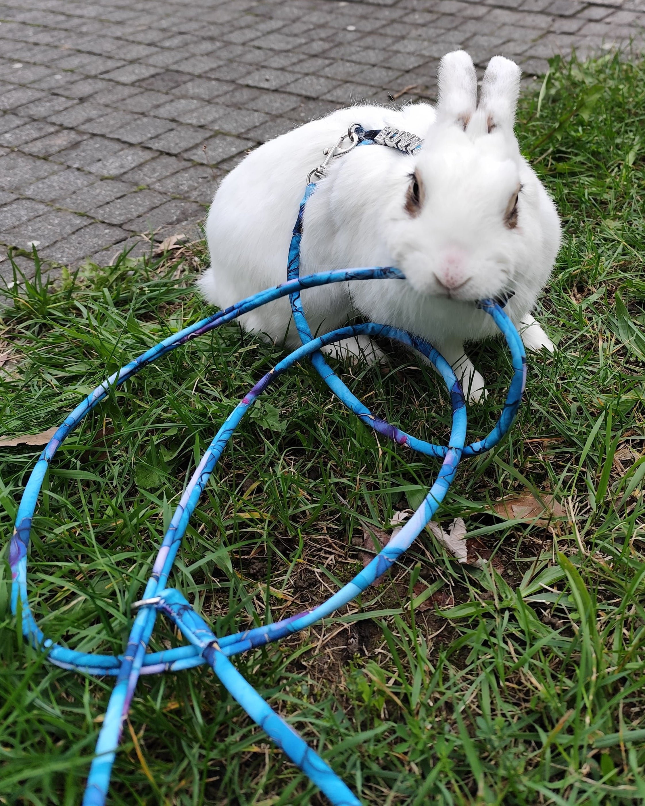 Vodítko pro králíky - Turquoise