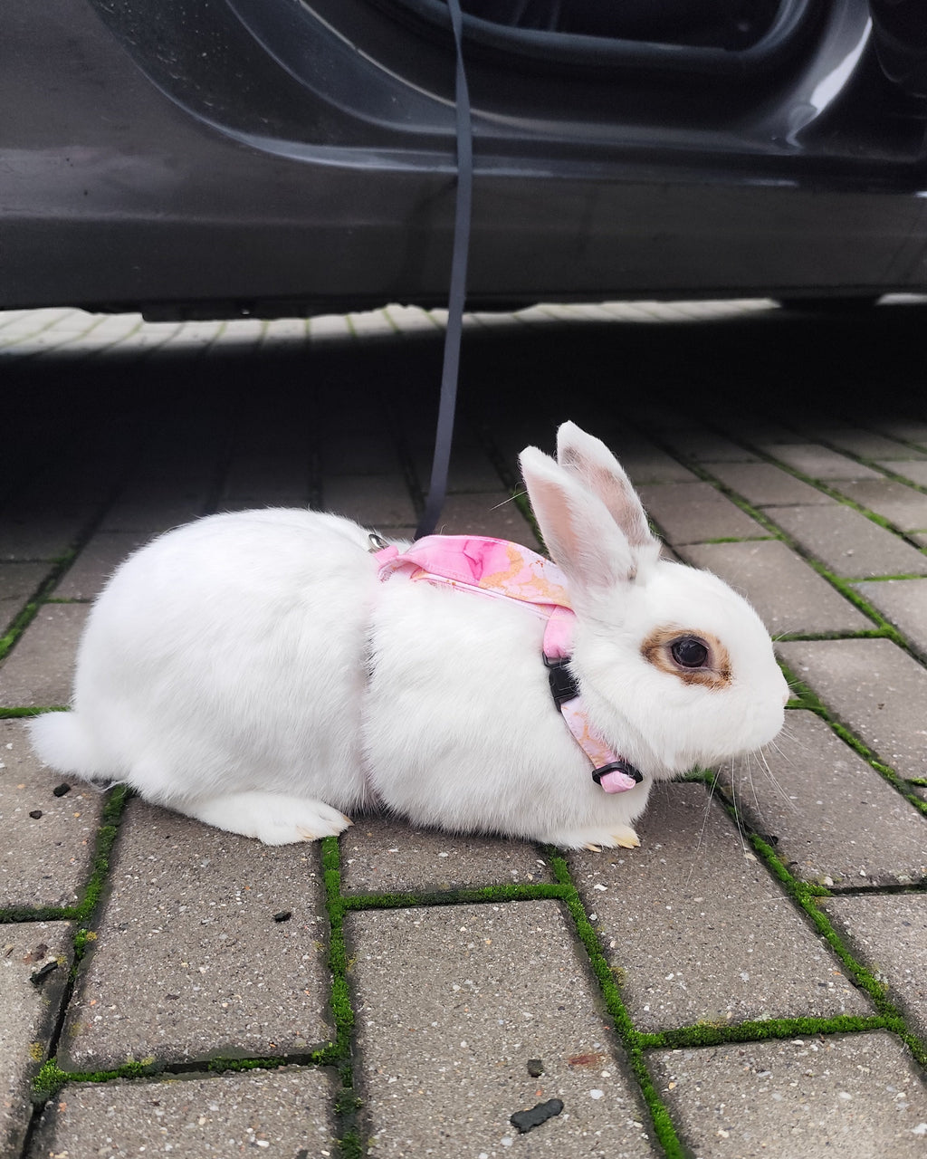 Postroj pro králíky Wide - Pink Marble