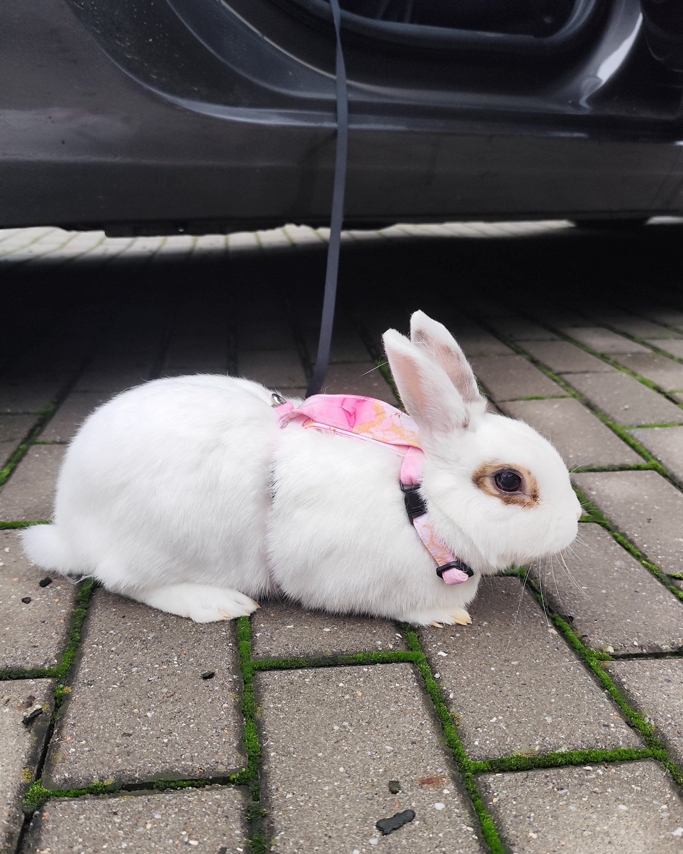 Postroj pro králíky Wide - Pink Marble