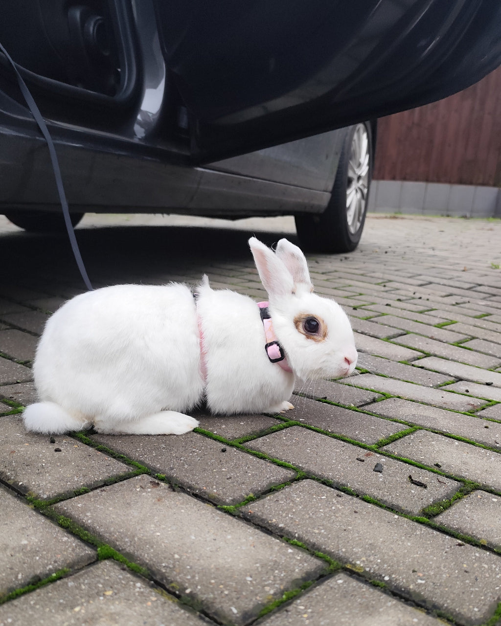 Postroj pro králíky Wide - Pink Marble