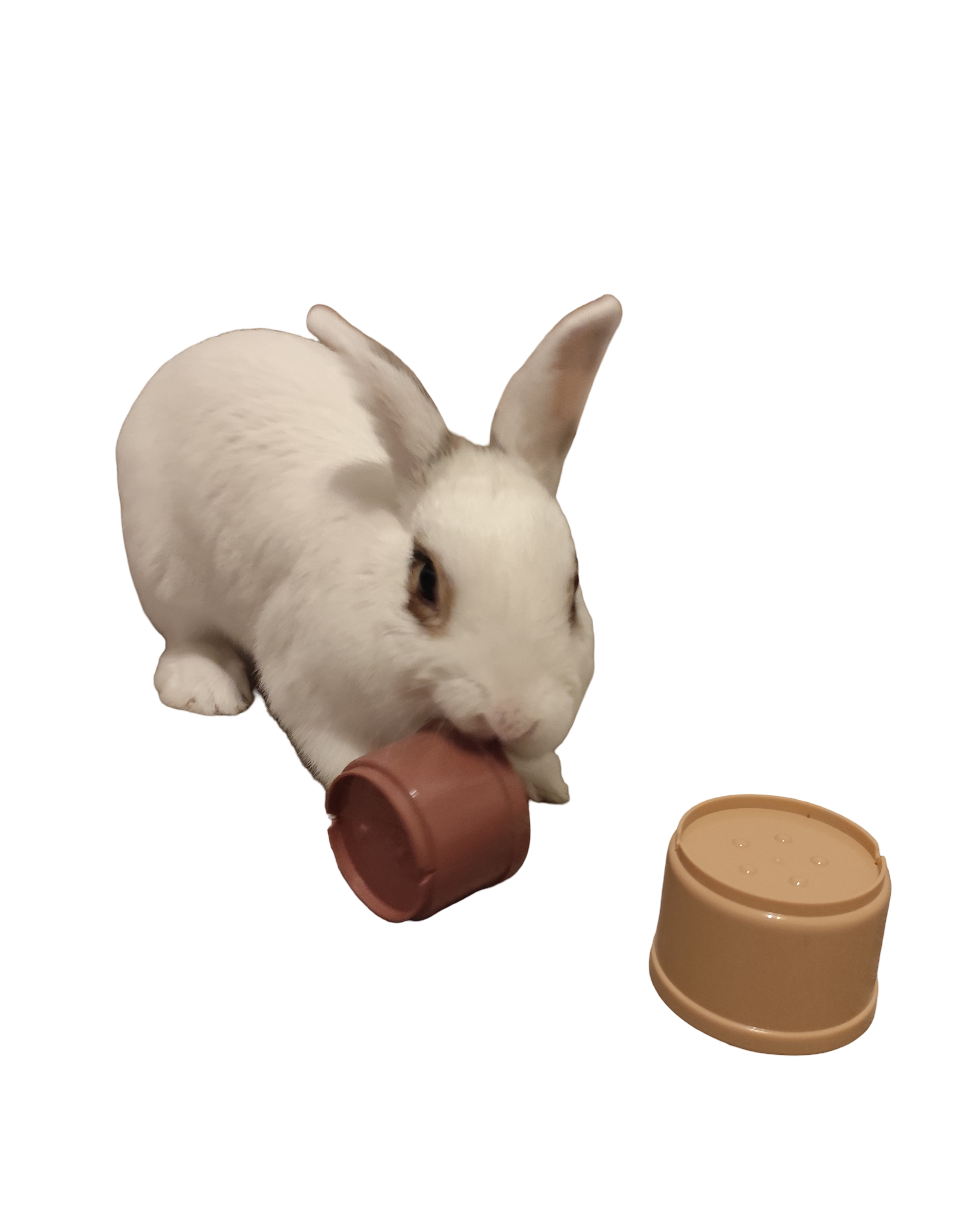 Hračka pro králíky - IQ Tower