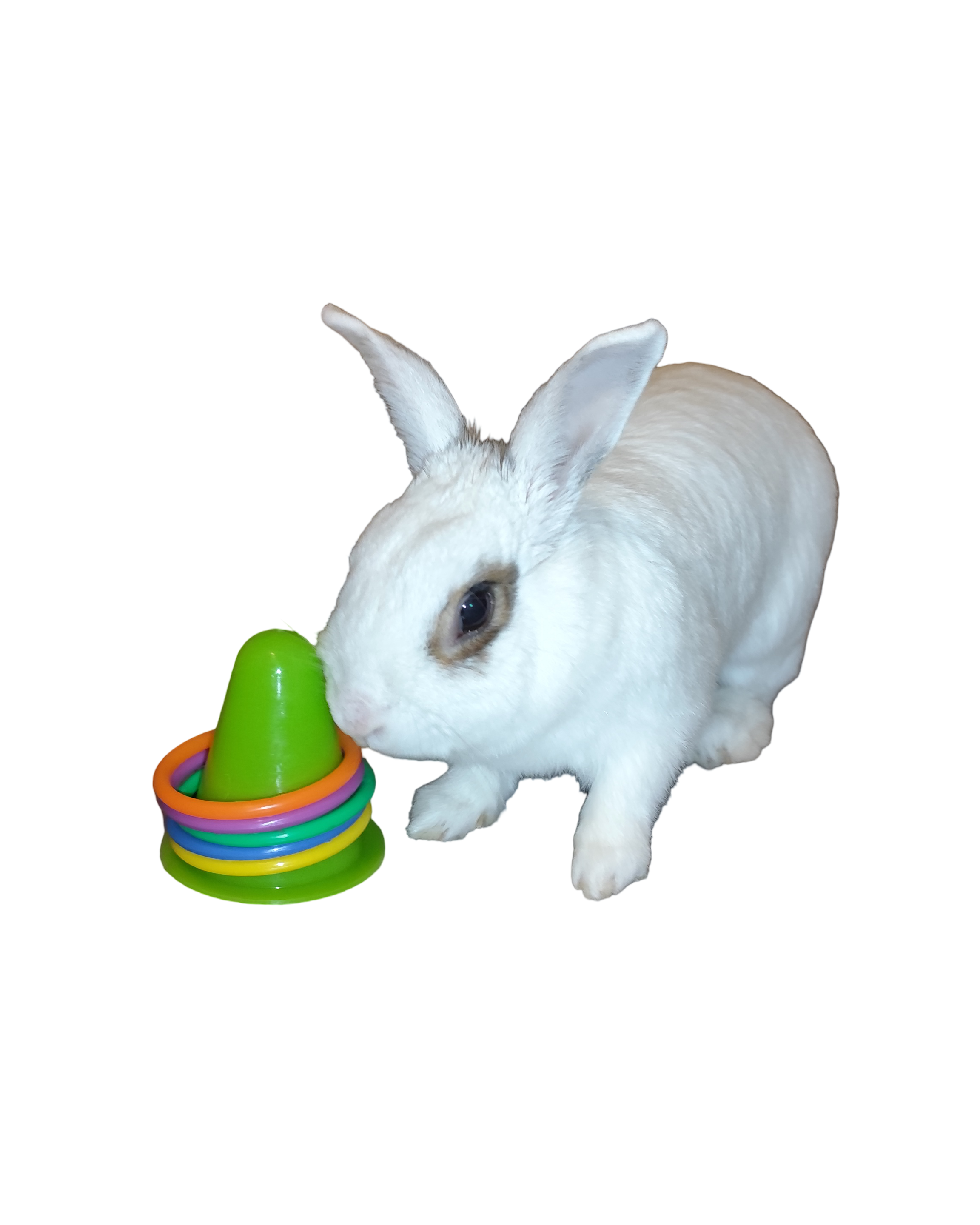 Hračka pro králíky - Hoop set