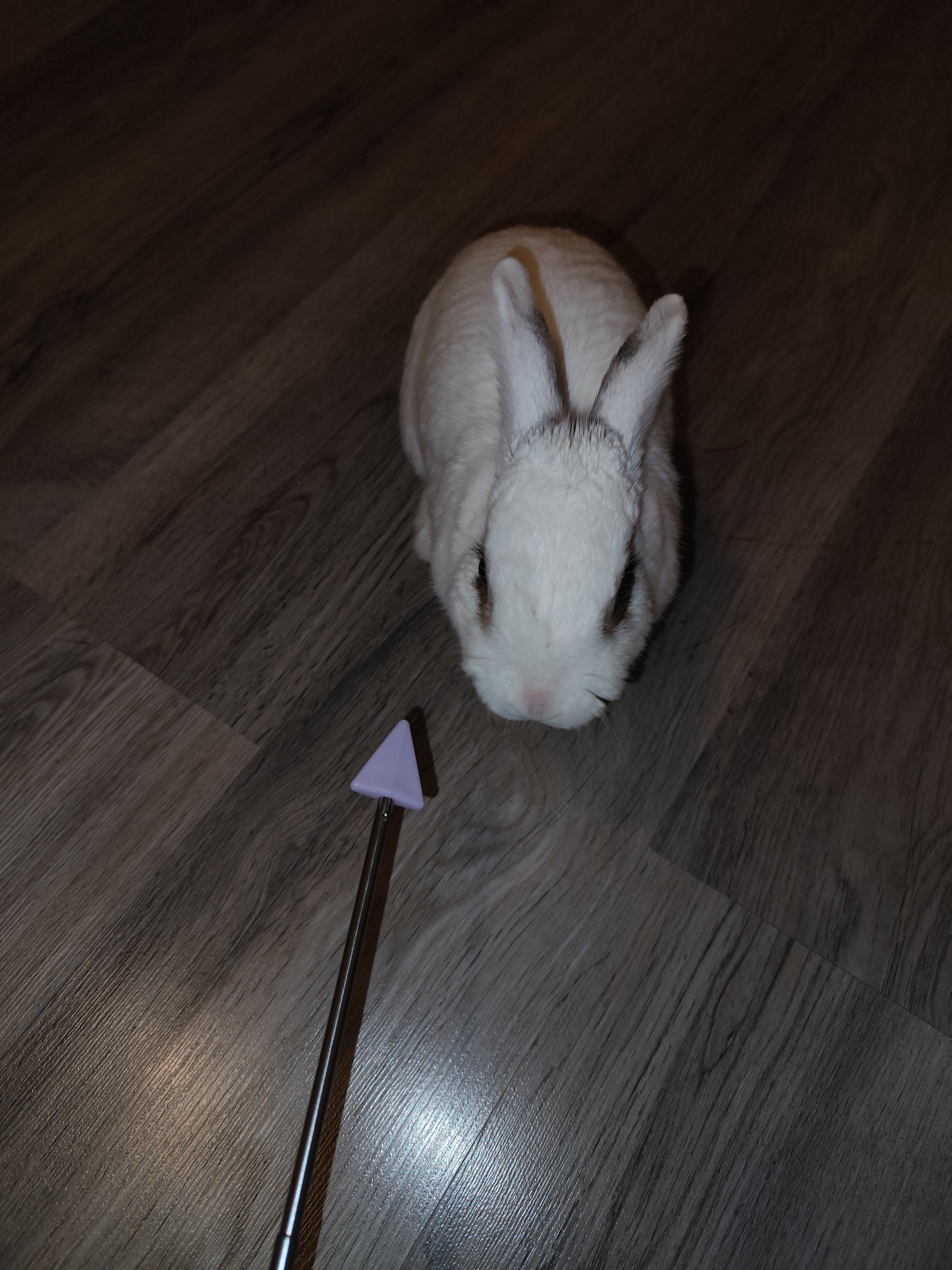 Target - výcviková pomůcka