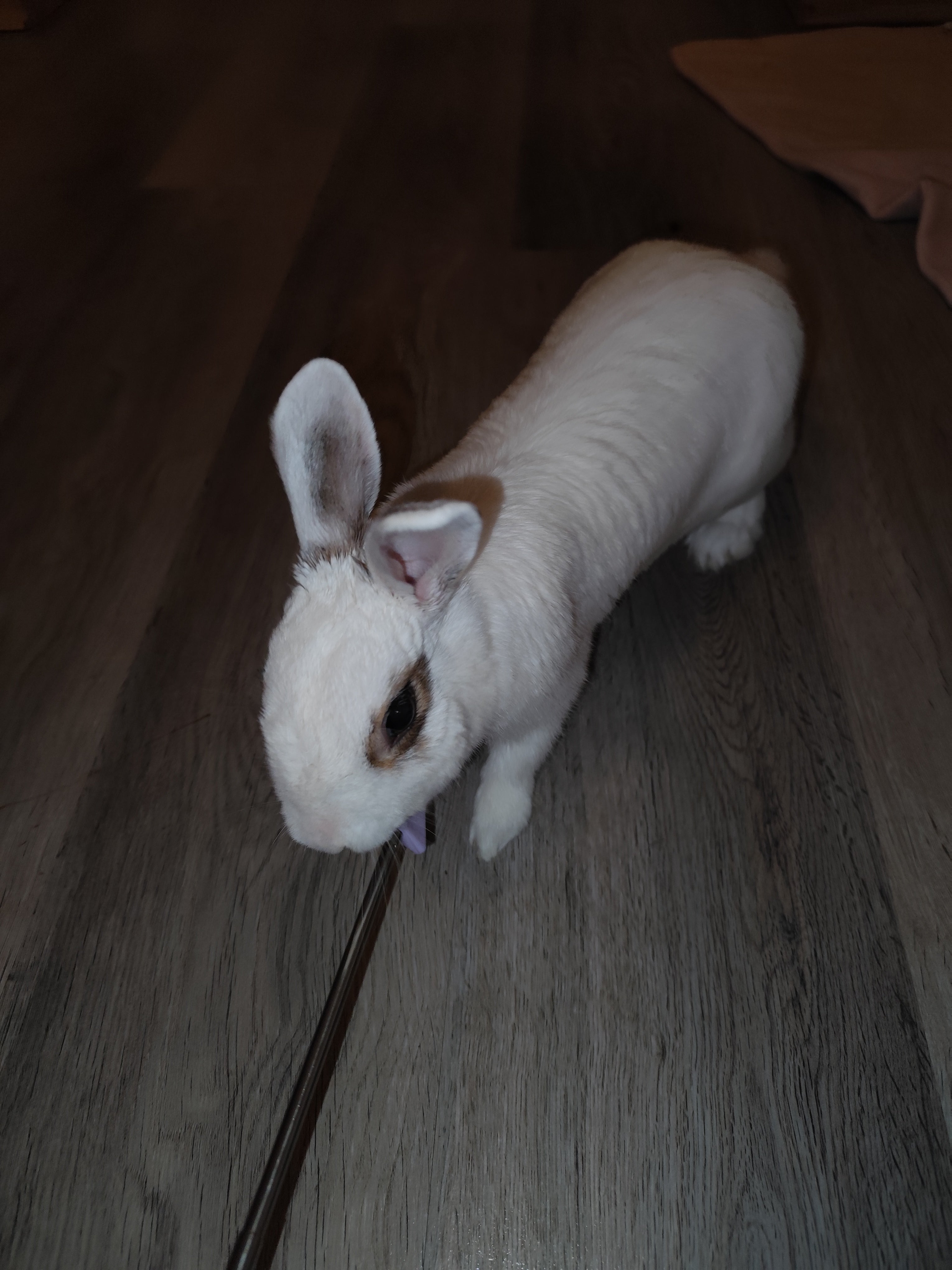 Target - výcviková pomůcka