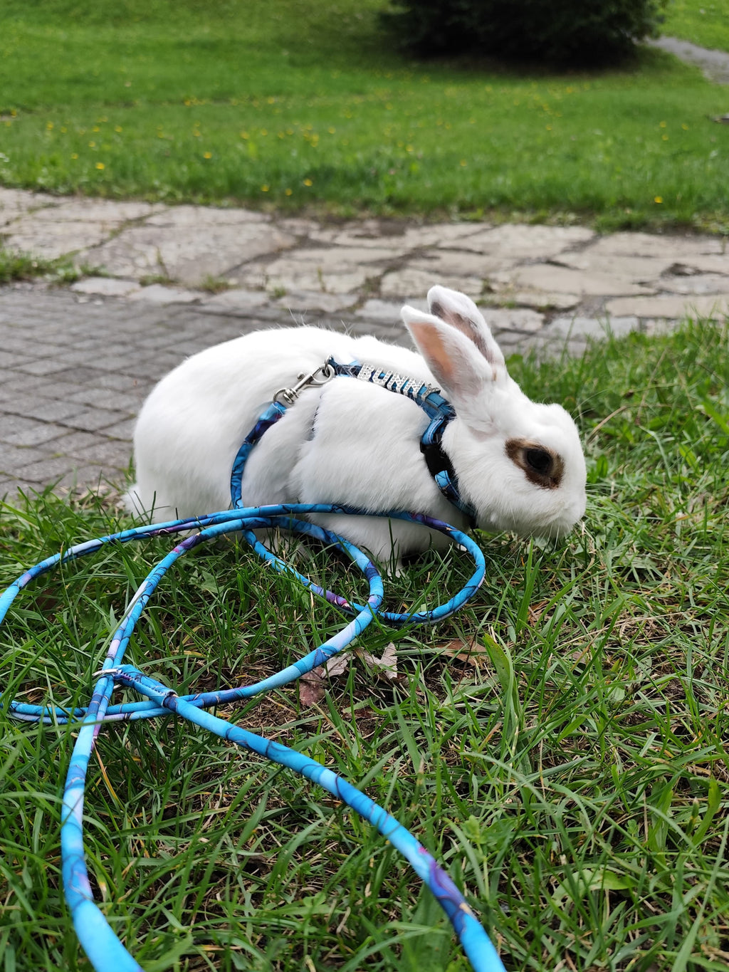 Postroj se jménem pro králíky - Turquoise